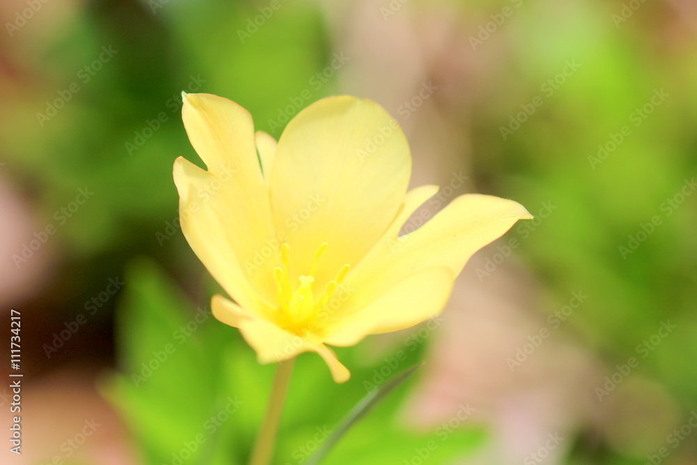 Obraz premium 黄色の花