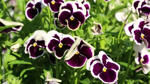 in iran antique garden with lots of different flowers in the wind photo