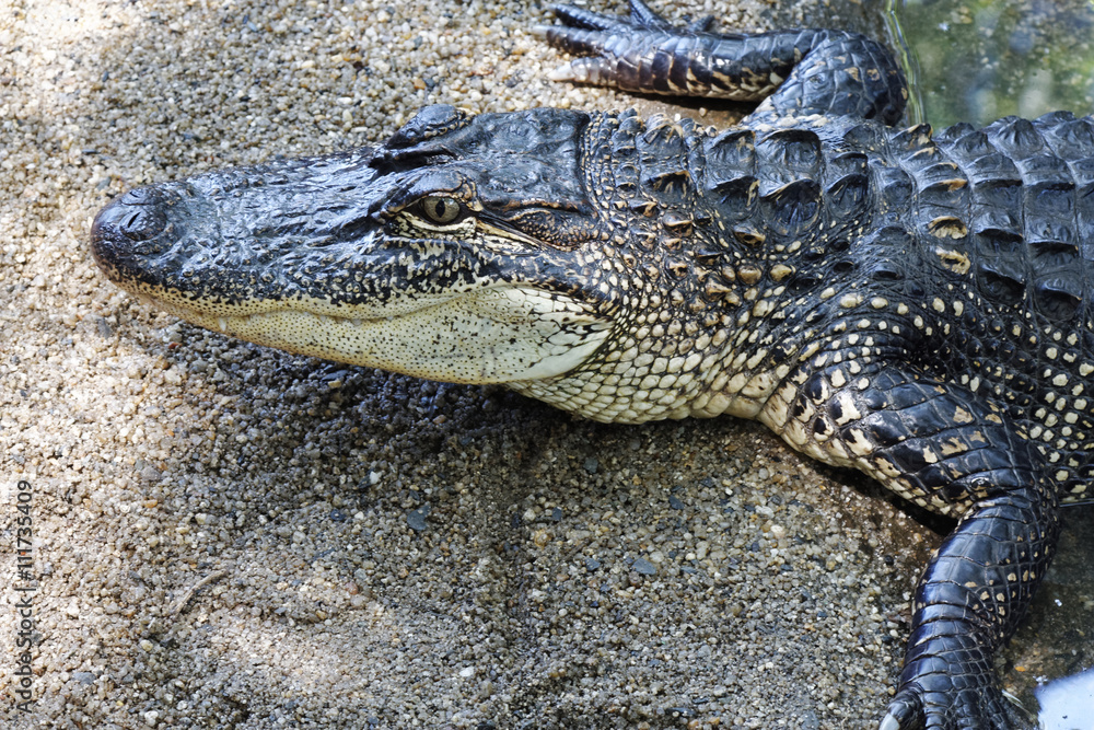Crocodiles subfamily Crocodylinae Crocodiles subfamily Crocodylinae