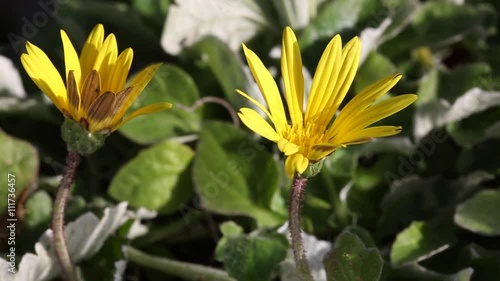 Arctotheca calendula flowers photo