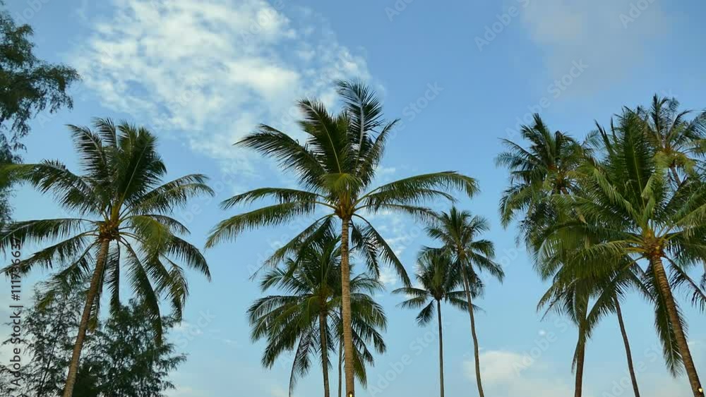 Beautiful tropical coconut palm tree on sky background
Beautiful tropical coconut palm tree on sky background