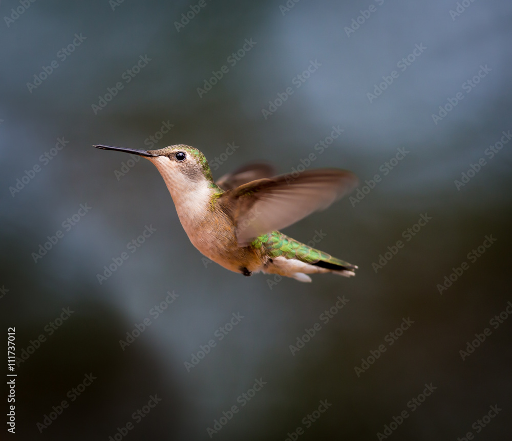 Fototapeta premium Ruby Throated Hummingbird female, after its long migration from the south to the north. Hovering in space in a boreal forest in Quebec Canada. 