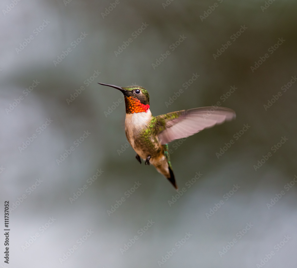 Fototapeta premium Ruby Throated Hummingbird male, after its long migration from the south to the north. Hovering in space in a boreal forest in Quebec Canada. 