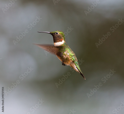 Ruby Throated Hummingbird male, after its long migration from the south to the north. Hovering in space in a boreal forest in Quebec Canada. 