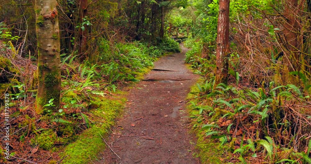4K Trail through Forest, Woman on Hike Walk 4K Trail through Forest, Woman on Hike Walk