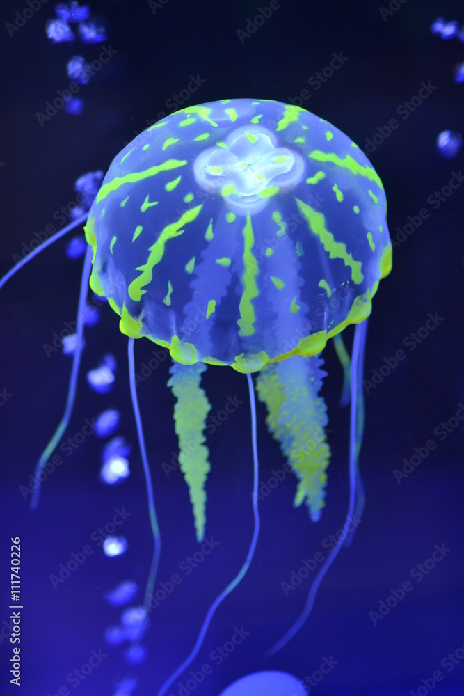 Obraz premium jellyfish