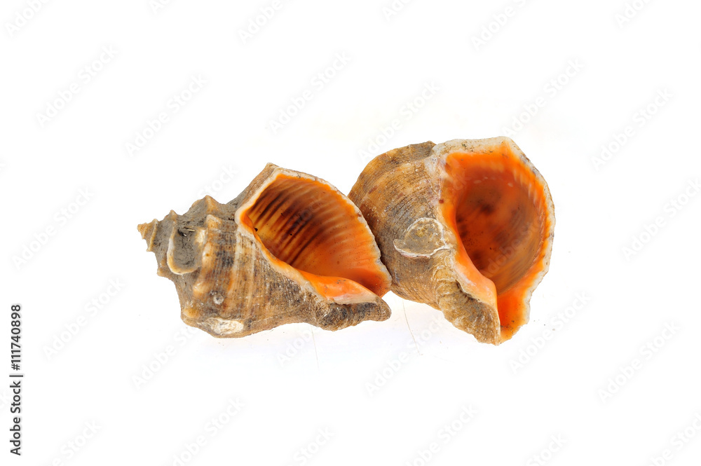 Conch on a white background