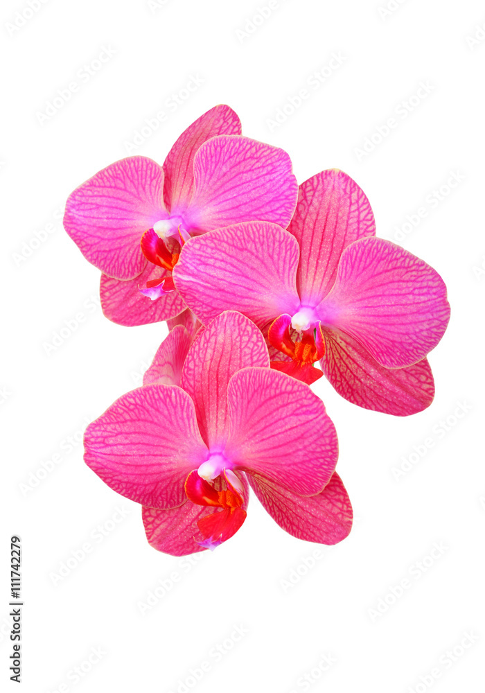 Pink orchid flower Pink orchid flower