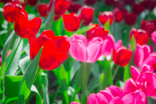 tulips in spring