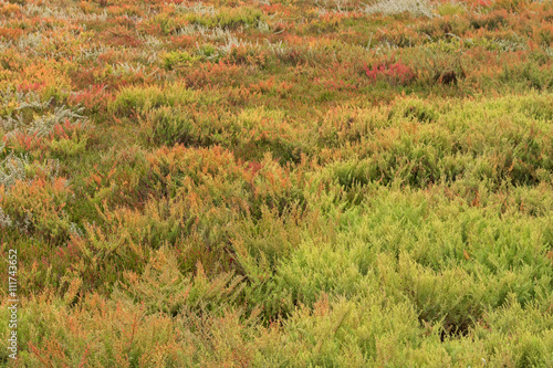 The area full of colorful Suaeda (Austral Seablite) , Common Glasswort, Salt meadow, Salt tolerant plants growing in salt marsh in Victoria, Australia