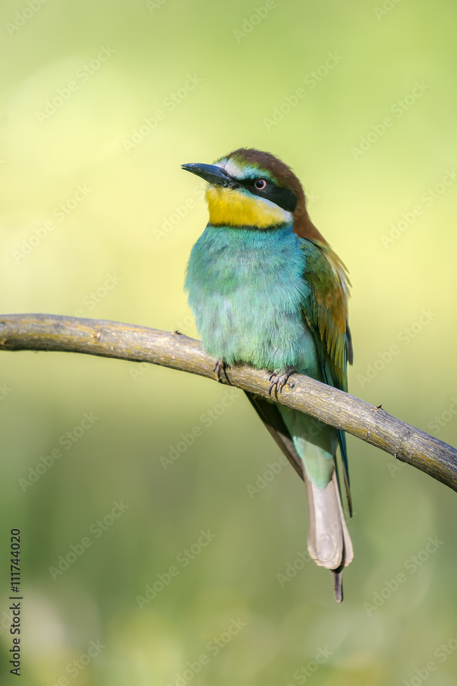 Merops apiaster