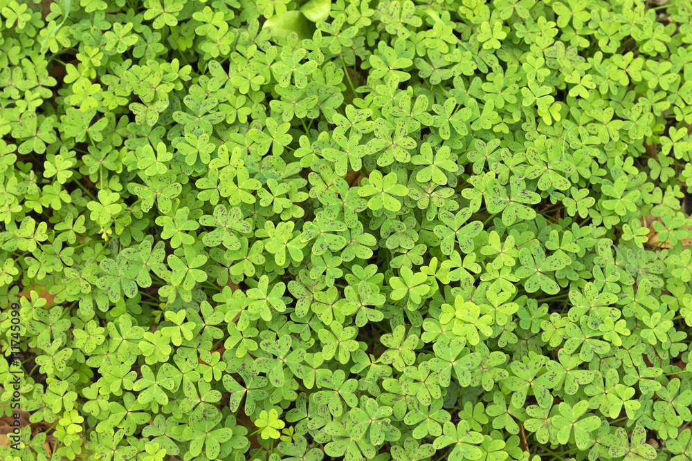 Background texture of purple speckled leaves of Oxalis pes-caprae (Bermuda buttercup) also known as African wood sorrel grown in Australia Background texture of purple speckled leaves of Oxalis pes-caprae (Bermuda buttercup) also known as African wood sorrel grown in Australia