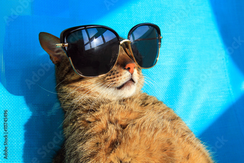 funny cat wearing sunglasses relaxing in the sun, vacation, summer holidays, resort