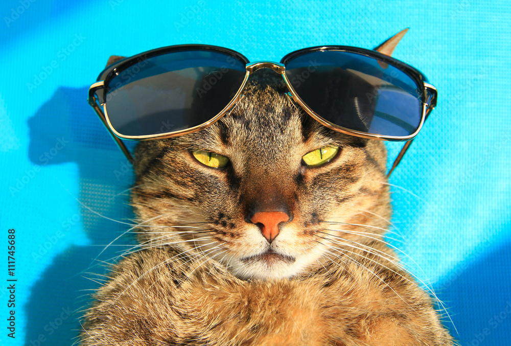 funny cat wearing sunglasses relaxing in the sun, vacation, summer holidays,  resort Stock Photo | Adobe Stock