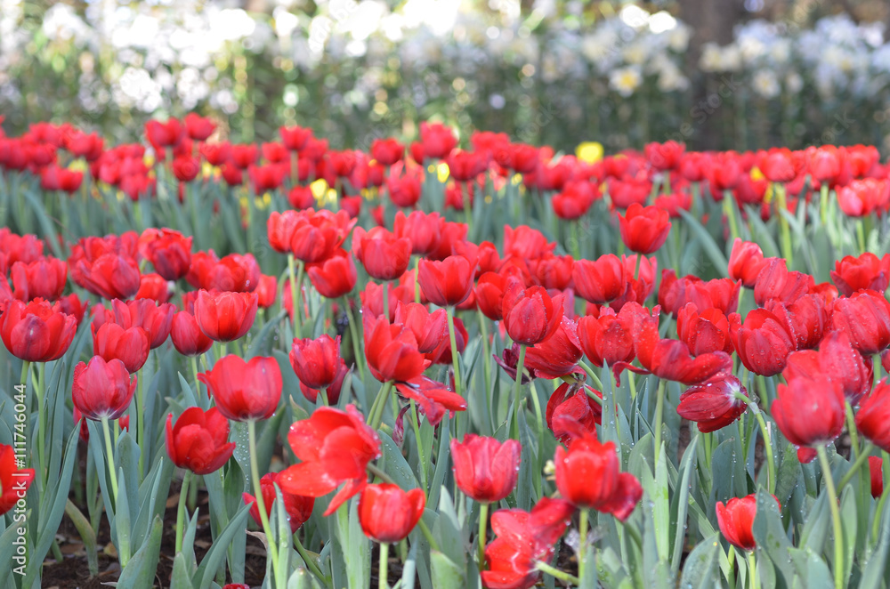 Obraz premium Tulip flowers garden