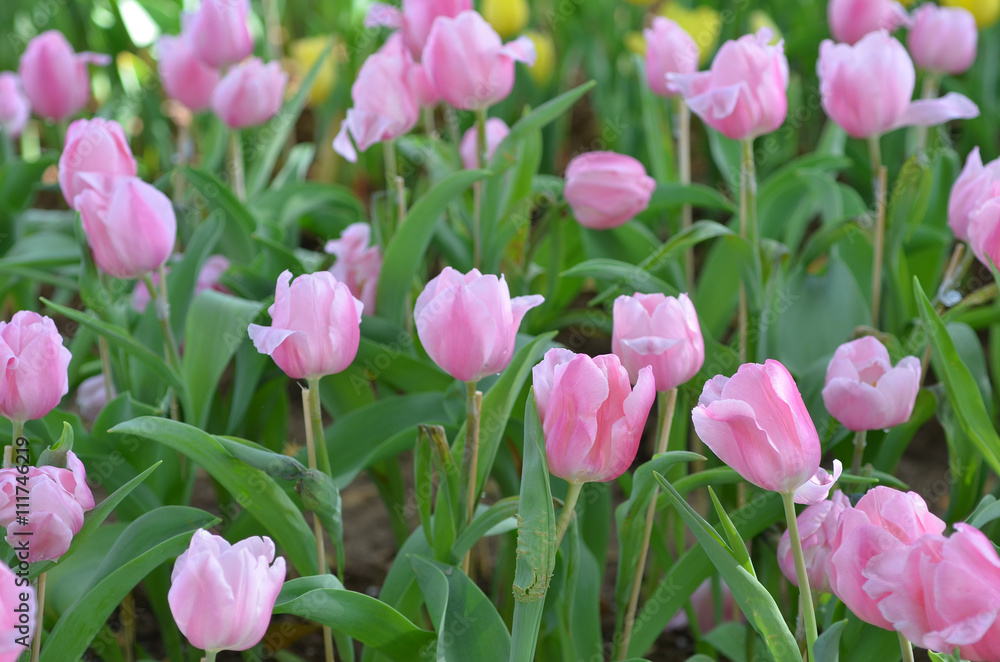 Tulip flowers garden