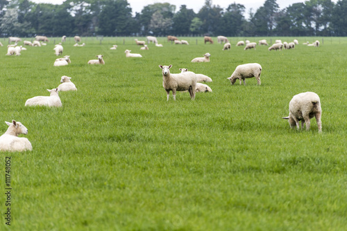 sheep on New Zealand pasture
