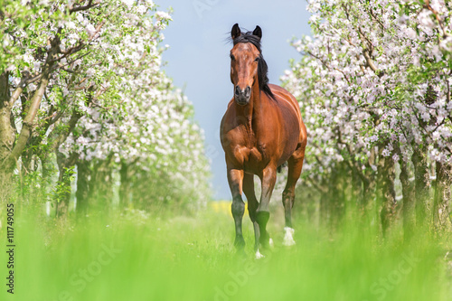 Tablou canvas Bay horse running gallop in a spring garden