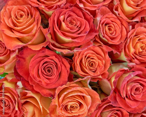 colorful roses closeup  natural background