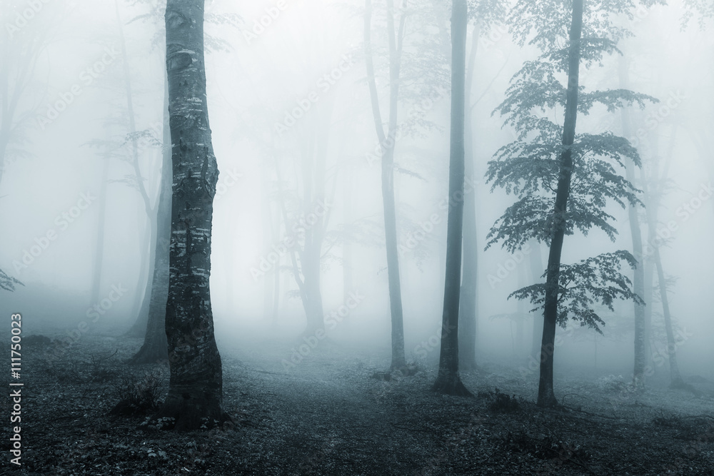 Obraz premium Dark trail into the fog