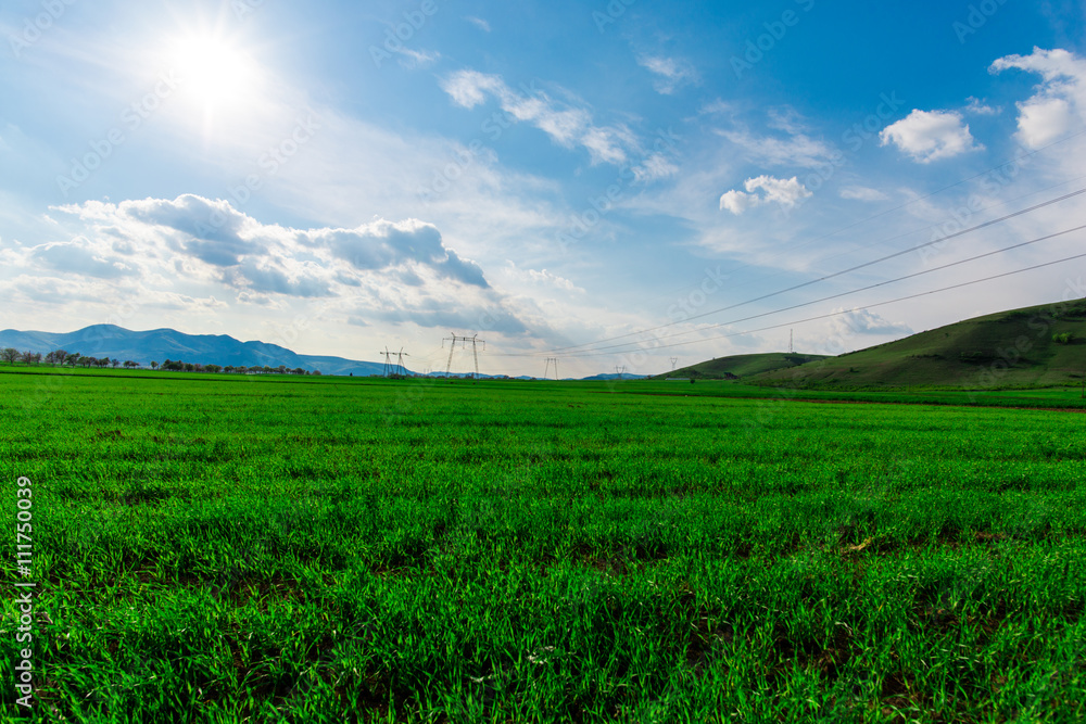 grass field and white clouds