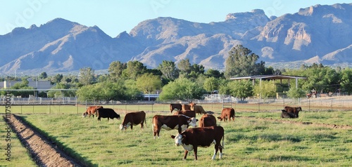 Herd of Cows Grazing in the Field