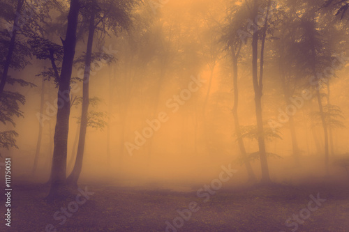 Heavy fog into the forest © bonciutoma