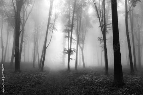 Dark trees in misty forest