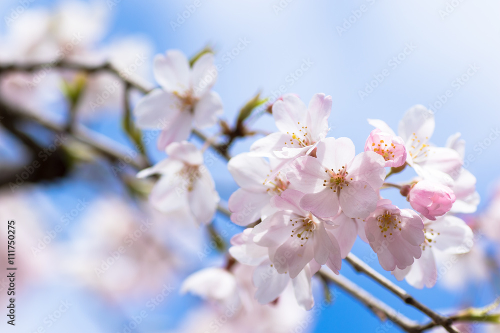 Obraz premium 桜と青空