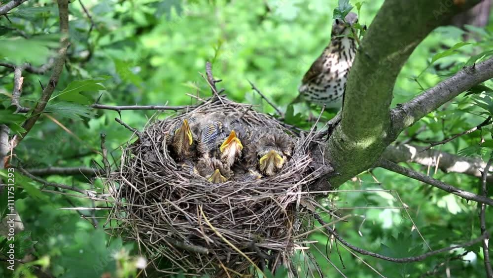 Life nest with chicks in the wild. Life nest with chicks in the wild.