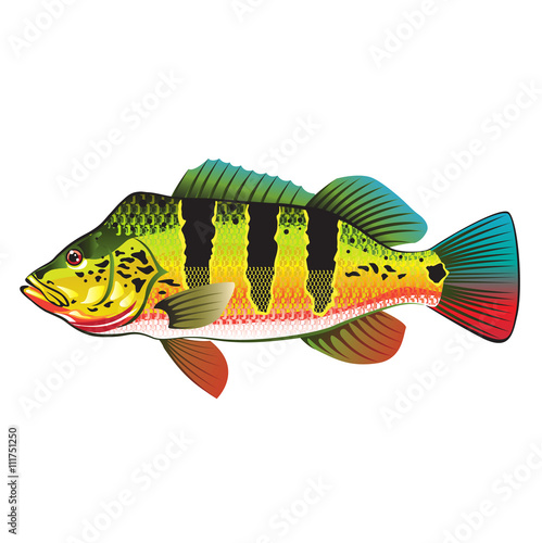 Peacock Bass bright Ocean Gamefish illustration