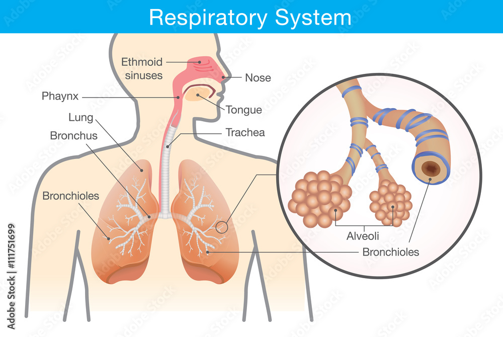 Respiratory system of human. This illustration about anatomy and physiology. - obrazy, fototapety, plakaty 