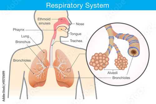 Respiratory system of human. This illustration about anatomy and physiology. photo