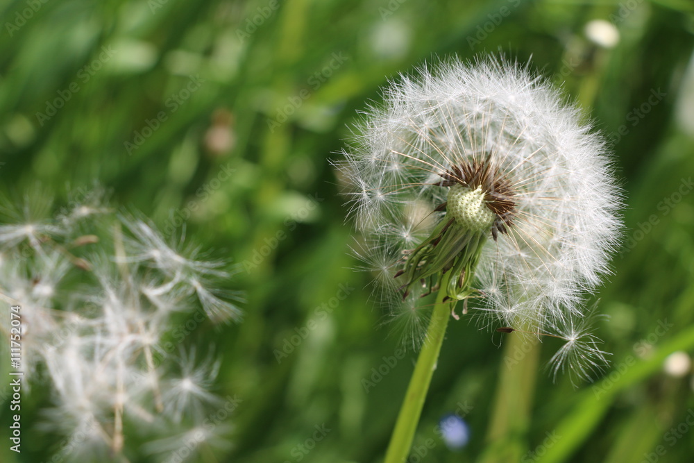 Fototapeta premium pusteblume
