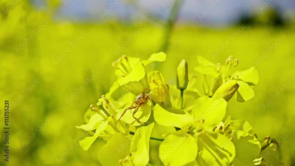 Small spider on the flowers of rapeseed, slow motion Small spider on the flowers of rapeseed, slow motion
