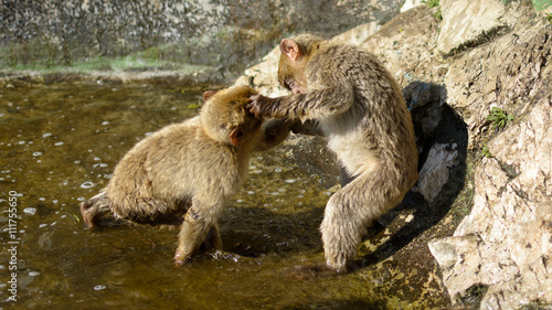 fighting apes