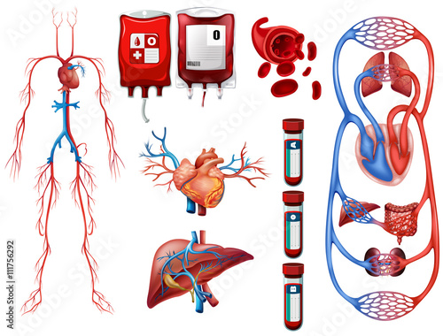 Blood types and breathing system