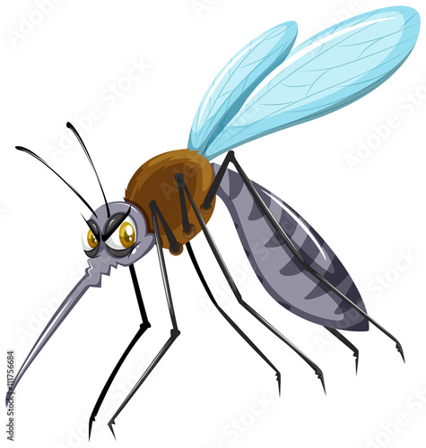 Wild mosquito on white background