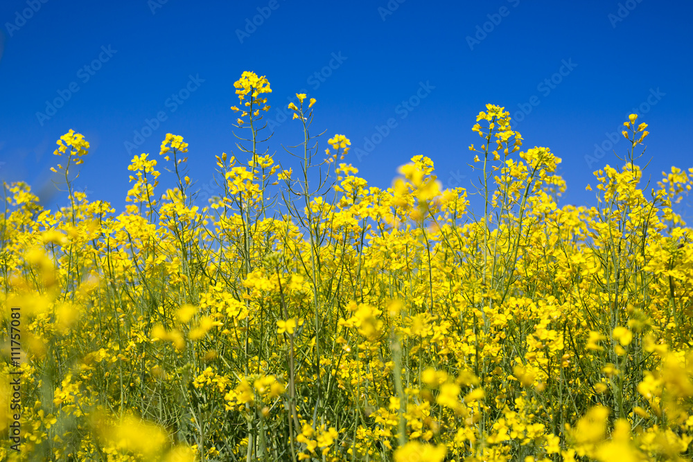 canola field on a sunny blue sky day canola field on a sunny blue sky day