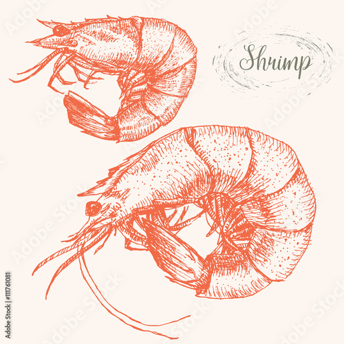 Hand drawn shrimps