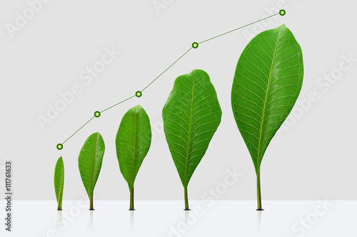 Green Leaf Business Grow/ Business Growth Concept with Green Leave Graph