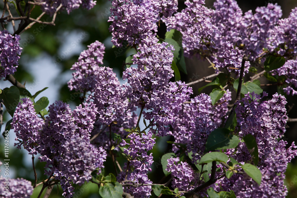 Obraz premium Blossoming lilac (Syringa vulgaris).