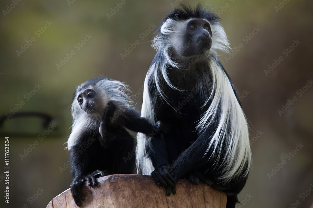 Obraz premium Angolan colobus (Colobus angolensis).