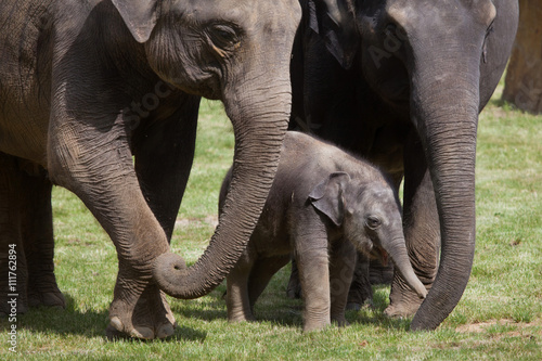 Canvas Print One-month-old Indian elephant (Elephas maximus indicus) with its