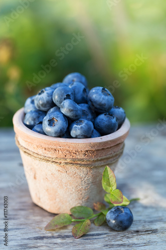 Fresh ripe Blueberries crop in garden