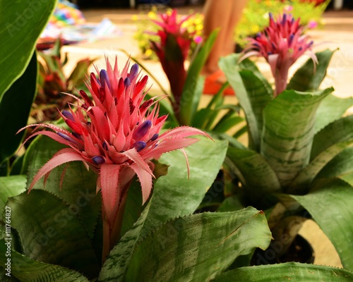 Картината върху платно aechmea  blooming