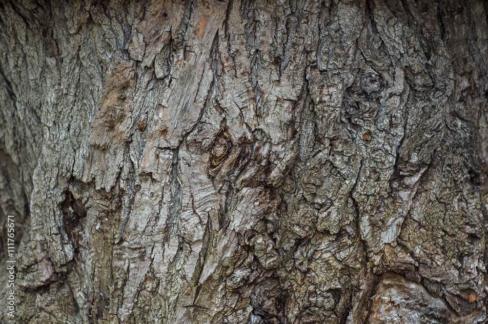 Bark Of Tree. Close-up. Background. Vertical. Bark Of Tree. Close-up. Background. Vertical.