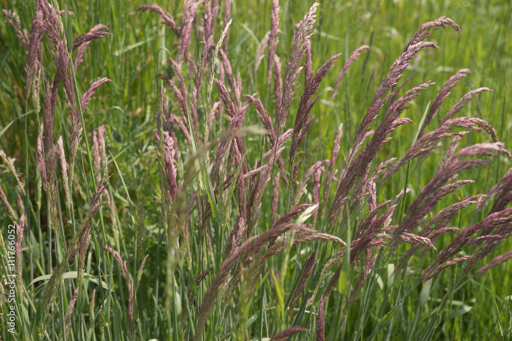 Fototapeta premium Gras als Hintergrund