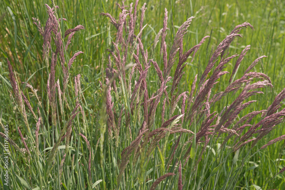 Fototapeta premium Gras als Hintergrund