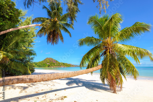 Palm trees on the beach at Praslin island  Seychelles. Fashion travel and tropical beach concept.
